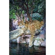 Tableau Sur Toile Léopard Dormant 45x65 Cm - Ceanothe