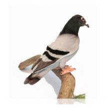 Pigeon Voyageur 20cm - Anima - Hansa