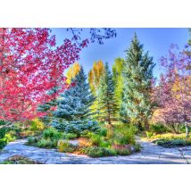 Puzzle 500 Pièces - Forêt Colorée, Colorado, Usa - Grafika