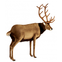 Hansa Peluche Geante Cerf 120 Cm H Et 100 Cm L - Hansa Peluches Géantes