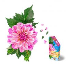 I Am 350 Puzzle: Dahlia 35,56x60,96cm, 350pcs, En Boîte, Madd Capp Puzzle, 10+