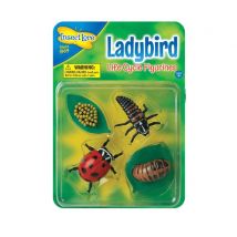 Figurines Métamorphose Coccinelles - Insectlore