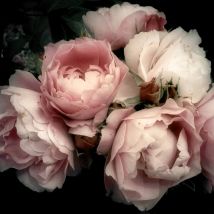 Tableau Sur Toile Fleur Romantique 65x65 Cm - Ceanothe