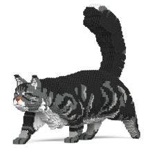 Chat Maine Coon Gris | Jekca | 14 Ans Et + - Jekca