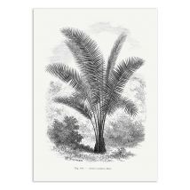 Affiche - Vintage Palm Tree Drawing Vii - Les Palmiers Histoire - Wall Editions