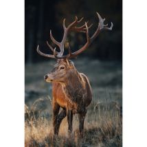 Tableau Sur Verre Synthétique Cerf Sauvage 80x120 Cm - Ceanothe