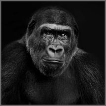 Carré Simili Cuir Chimpanzé - Craftine
