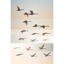 Tableau Sur Toile Oiseaux Sauvages 65x97 Cm - Ceanothe