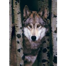 Puzzle 1000 Pièces - Loup Gris - Eurographics