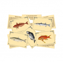 J'Apprends À Reconnaîtres Les Poissons - Marc Vidal