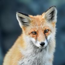 Tableau Sur Verre Renard 30x30 Cm - Ceanothe