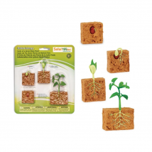 Figurines Cycle De Vie - Plante De Haricot Vert - Safari