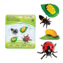 Figurines Cycle De Vie - Coccinelles - Safari