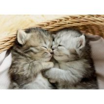 Puzzle 2 Mignons Chatons Dans Une Corbeille 500 Pieces - Collection Animaux - Educa - 19004 - Educa
