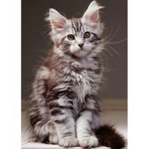 Puzzle Le Chaton Maine Coon 1000 Pièces - Collection Tendresse, Animaux - Nathan - 00923 - Nathan