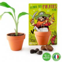 Pirate Et Son Bananier À Semer - Radis et Capucine