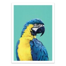 Affiche 50x70 Cm - Macaw Parrot In Blue - Gal Design - Wall Editions