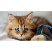 Puzzle Animaux : Chaton 200 Pieces - Educa - 17154 - Educa