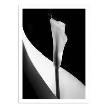 Affiche 30x40 Cm - Calla Lily - 1x - Wall Editions