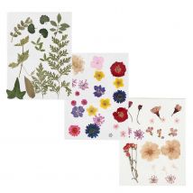 60 Fleurs Séchées Et Pressées - Creotime