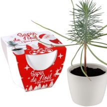 Pot Céramique Blanc 8 Cm - Sapin De Noël - Radis et Capucine