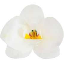 10 Orchidées Blanche 8,5 X 7,5 Cm - Azyme - Dekora