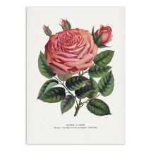 Affiche 30 X 40 Cm - Pink Rose, Glorie De Dijon Lithograph - Botanical Specimen Rochester - Wall Editions