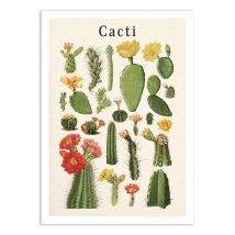 Affiche 30x40 Cm - Cacti Collection - Gal Design - Wall Editions
