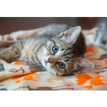 Puzzle 300 Pièces - Kitten - Bluebird Puzzle