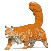 Chat Maine Coon Roux | Jekca | 14 Ans Et + - Jekca