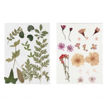 40 Fleurs Et Feuilles Séchées - Rose & Vert - Creotime