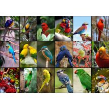 Puzzle 1500 Pièces - Collage - Oiseaux Colorés - Grafika