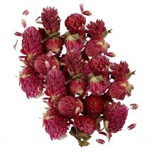 Fleurs Séchées - Trèfle Rouge 30 G - Creotime