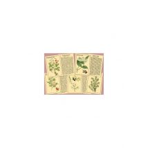 J'Apprends À Reconnaître Les Baies Et Fruits Sauvages - Marc Vidal