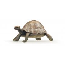 La Tortue Fait Partie De La Famille Des Reptiles. Outre Sa Réputation D’animal Très Lent, Ce Qui Caractérise La Tortue C’est Sa Carapace ! Elle