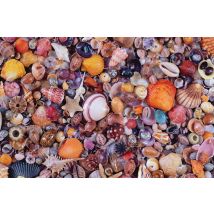 1000 Pièces Coquillages Piatnik