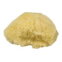 3 Éponges Nature - 6-7.5cm - Rayher