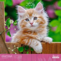 Calendrier Mural 2026 Pictura - Chatons - 30 X 30 Cm