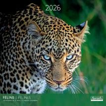 Calendrier 2026 Pictura - Félins - 30 X 30 Cm