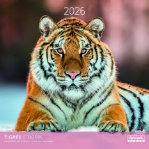 Calendrier Mural 2026 Pictura - Tigres - 30 X 30 Cm