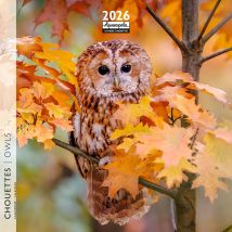 Calendrier 2026 Pictura - Chouettes - 16 X 16 Cm