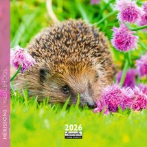Calendrier 2026 Pictura - Hérisson - 16 X 16 Cm