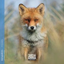 Calendrier 2026 Pictura - Renard - 16 X 16 Cm