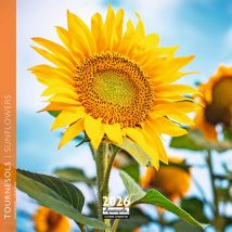 Calendrier 2026 Pictura - Tournesol - 16 X 16 Cm