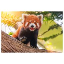 Puzzle 1000 Pièces - Panda Roux - Cultura