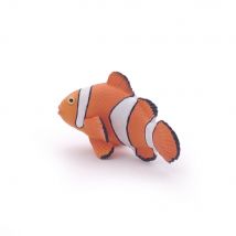 Appartenant À La Famille Des Pomacentridés, Ces Petits Poissons D'Environ 10 Cm Arborent Des Couleurs Vives Orangées Avec Du Noir Et Parfois Des