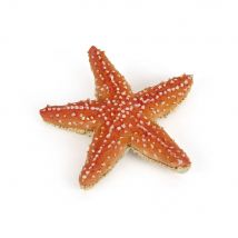 Etoile De Mer - Papo