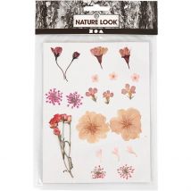 Lot De 19 Fleurs Pressées Créativ Company - Rose Clair