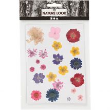 Lot De 19 Fleurs Pressées Créativ Company - Couleurs Variées