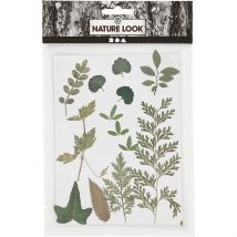 Lot De 19 Fleurs Pressées Créativ Company - Vert